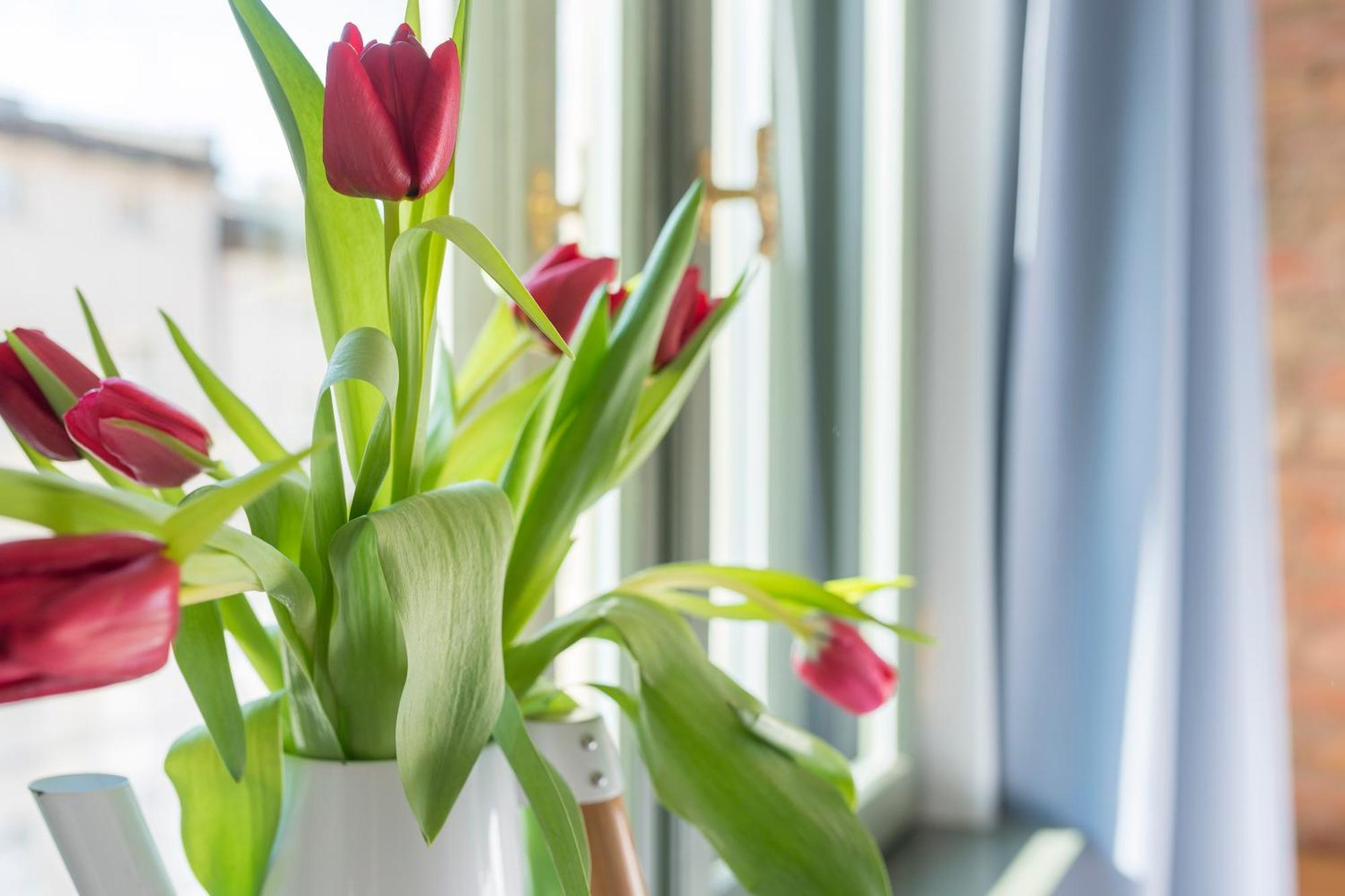 Provenir Home Strzelecka 25 Poznan Dış mekan fotoğraf